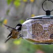 Picture of Peckish Small Bird Seed Feeder