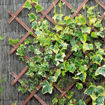 Picture of Riveted Trellis Tanalised 1800x300cm