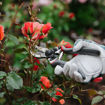 Picture of K&S Rose Cut & Hold Secateurs