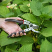 Picture of K&S Left Hand Bypass Secateurs