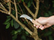 Picture of K&S Pruning Knife